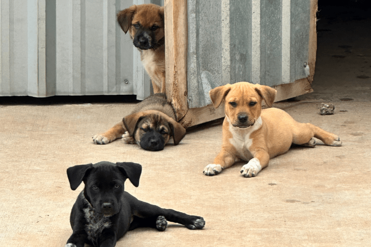 Financially Foster - Yaqui Animal Rescue