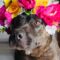 Lola