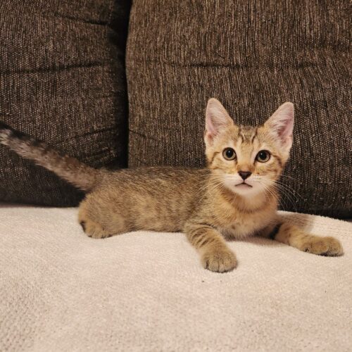 Tan kitten on couch