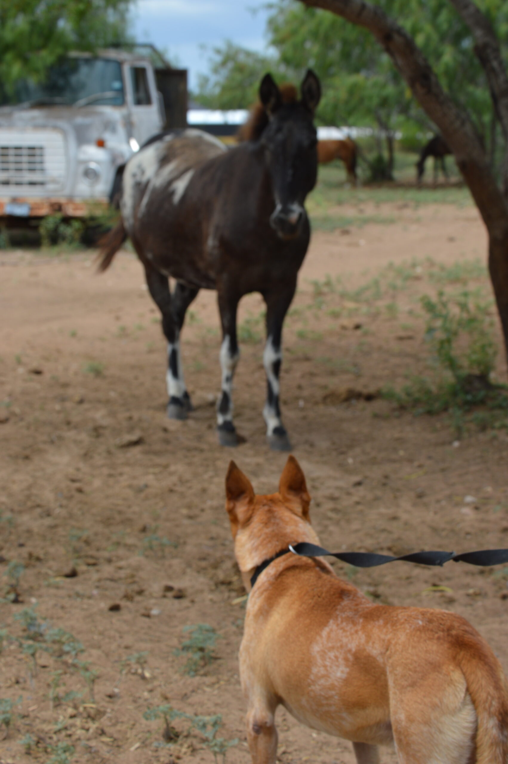 horse and dog