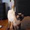 Meowth