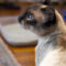 Meowth