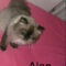 Alan